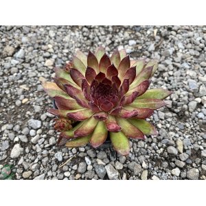 Skalná ruža (Sempervivum) ´HEY HEY´ kont. P9